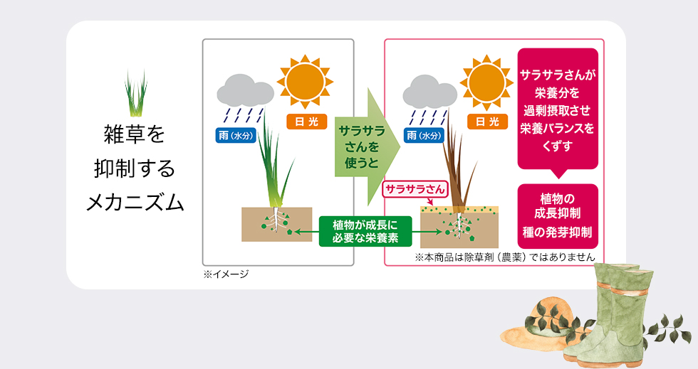 雑草を抑制するメカニズム　サラサラさんが栄養分を過剰摂取させ栄養バランスをくずす→植物の成長抑制、種の発芽抑制