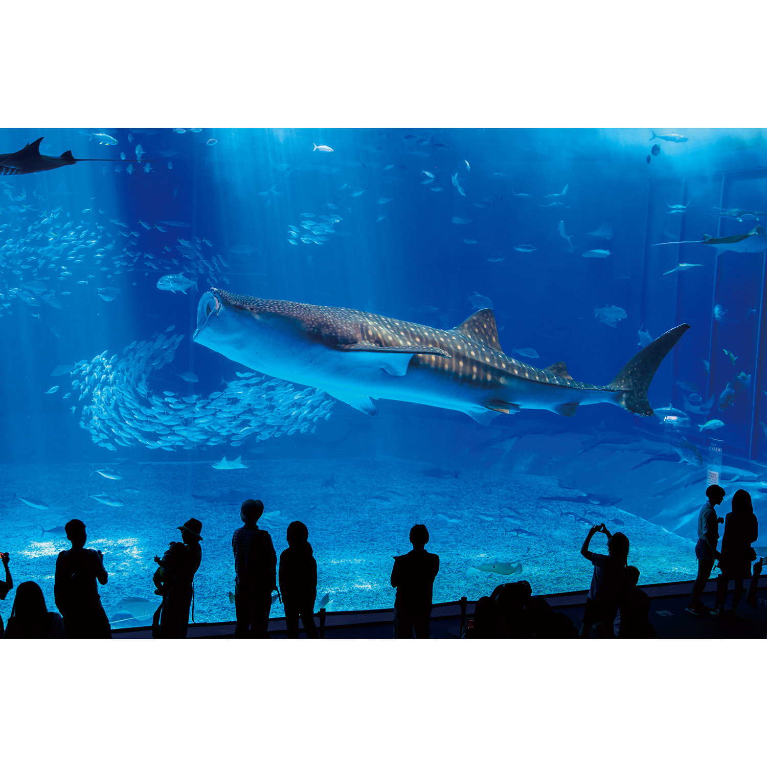 大人時間を愉しむ 南国美ら旅 沖縄４日間 ２名１室 ＜伊丹空港発着＞