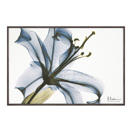 Ｘ　Ｒａｙ キャンバスアート リリー ＜約２１×３１ｃｍ＞