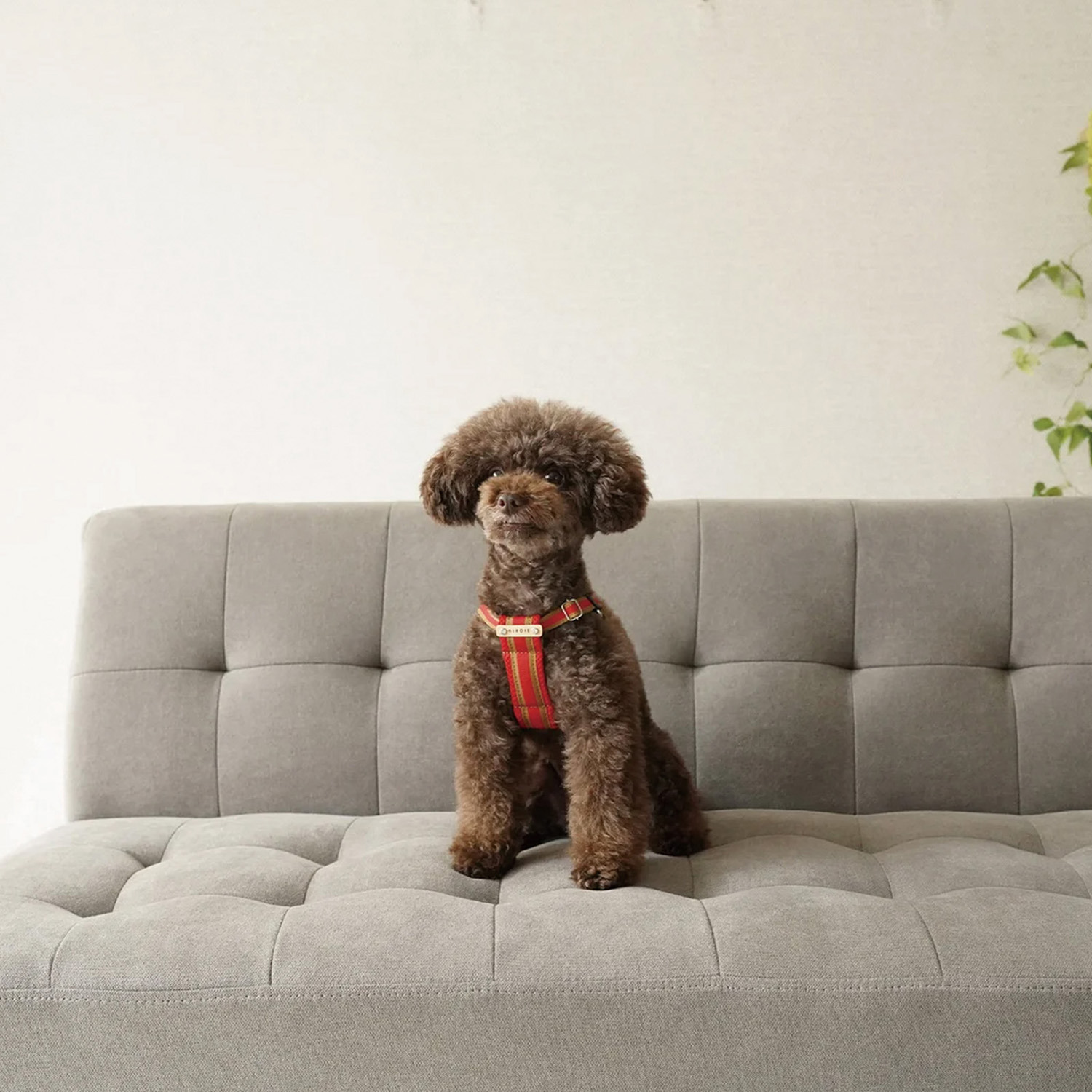 ＢＩＲＤＩＥ ラッセルクッション ハーネス＆リード ＜ＳＳ／Ｓ＞