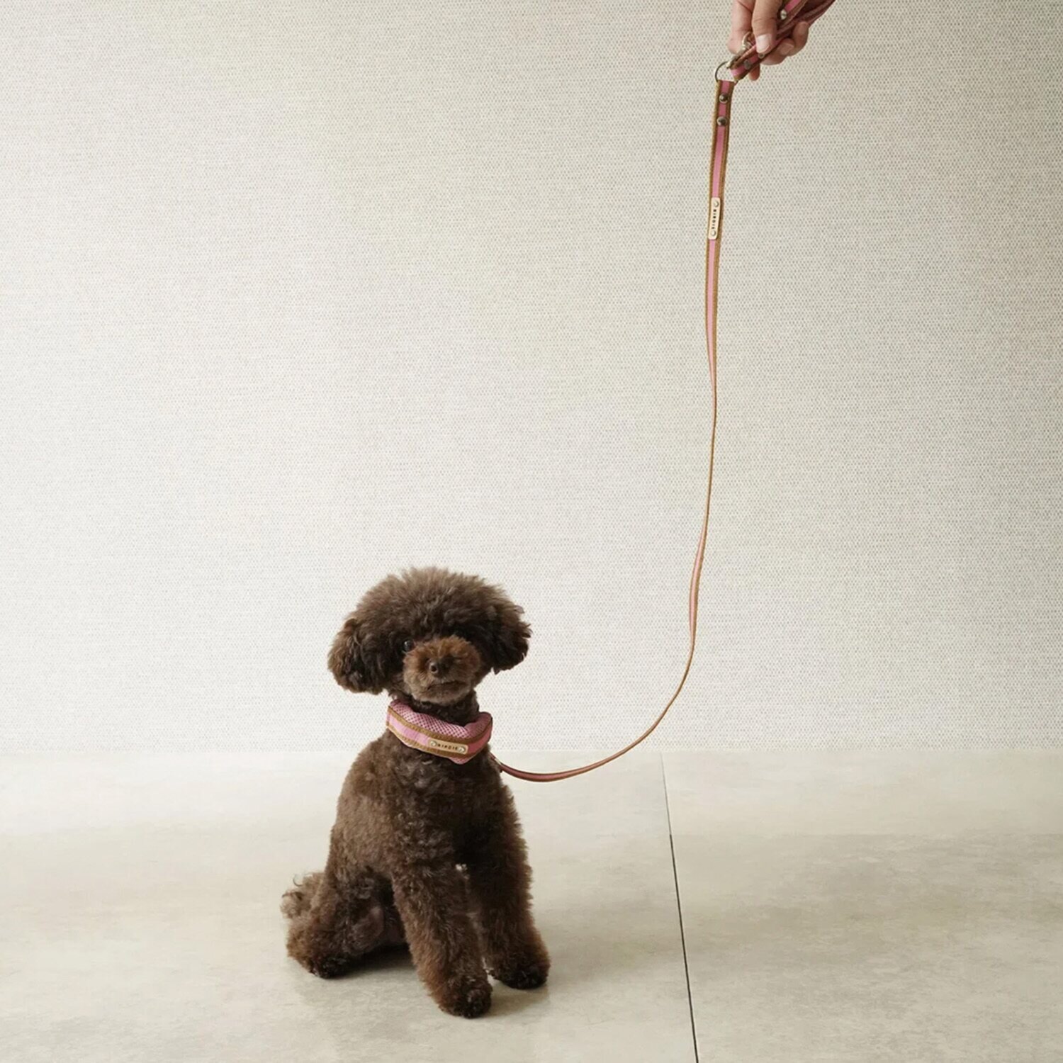 ＢＩＲＤＩＥ ラッセルクッション ハーネス＆リード ＜ＳＳ／Ｓ＞