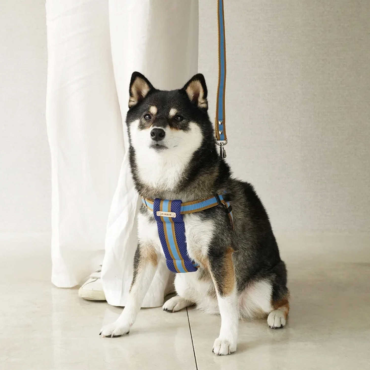 ＢＩＲＤＩＥ ラッセルクッション ハーネス＆リード ＜Ｍ＞