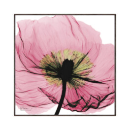 Ｘ　Ｒａｙ キャンバスアート ピンクポピー ＜約３１×３１ｃｍ＞