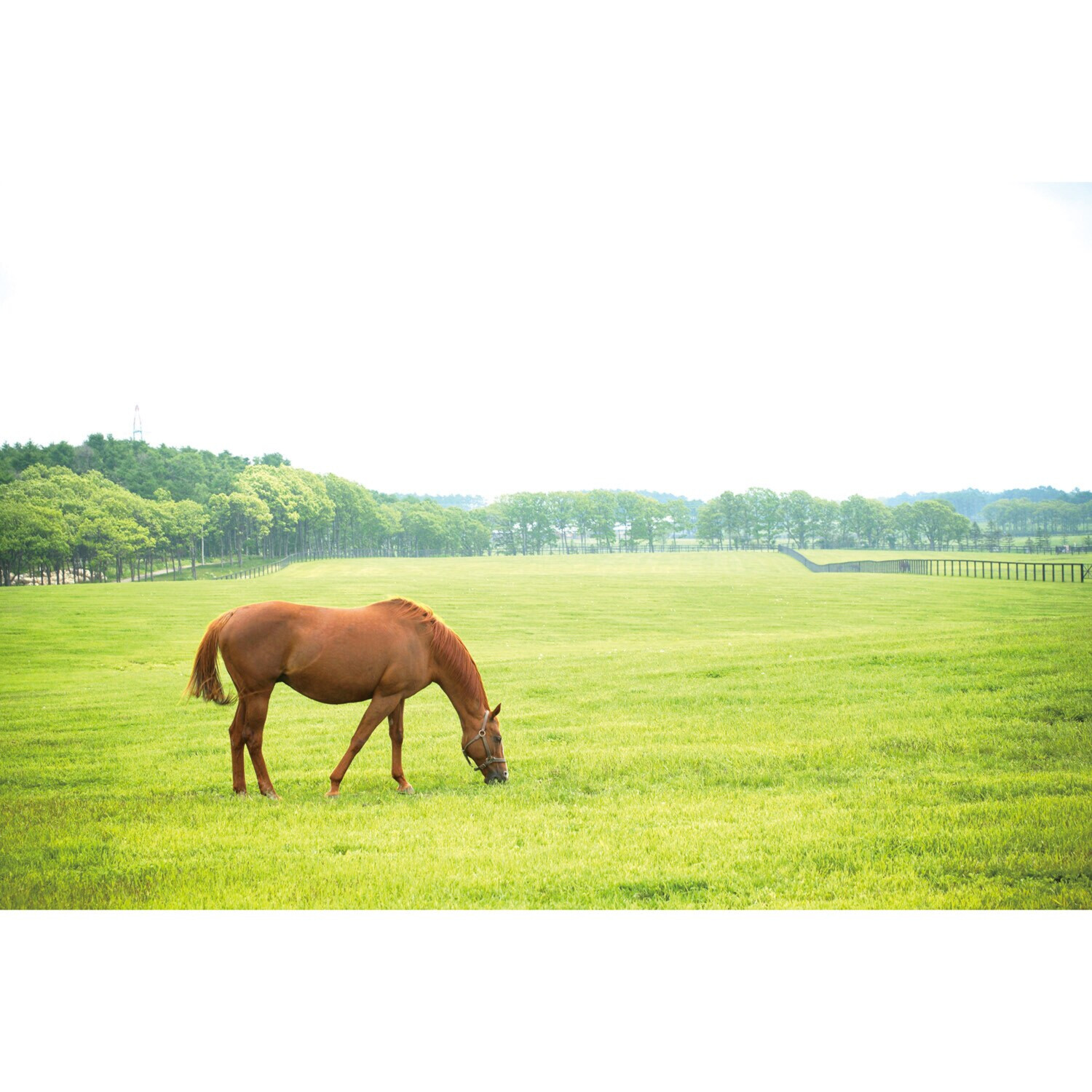大人時間を愉しむ 北海道４日間 ２名１室 ＜羽田空港発着＞
